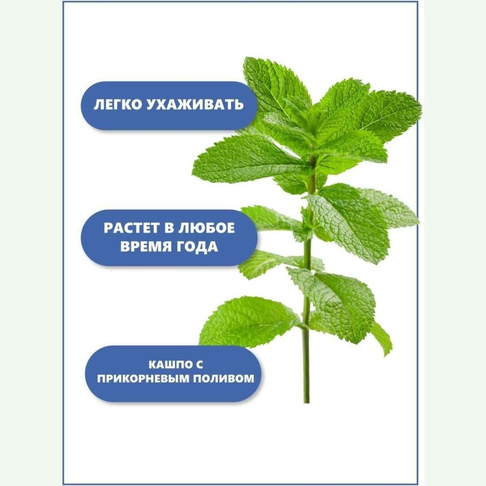 Набор для выращивания растений Тысяча листьев Мята яблочная tl-009 (арт.  23383263) — купить с доставкой