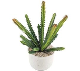 Горшок Волшебная страна Разновидность семейства суккулентовых 004078 