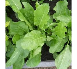 Семена РУССКИЙ ОГОРОД Щавель Чемпион 0.5 г 308906 