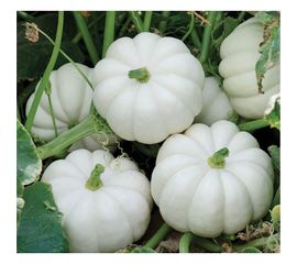 Семена РУССКИЙ ОГОРОД Тыква Осенняя гирлянда 10 шт. 304227 