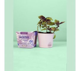 Набор для выращивания растений Тысяча Листьев Базилик фиолетовый tl-016 