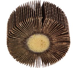 Круг лепестковый с оправкой (60х30 мм; P120) ПРАКТИКА 649-066 