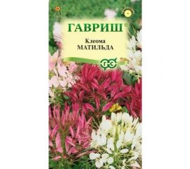 Семена ГАВРИШ Клеома Матильда колючая смесь 0.2 г 1071858788 