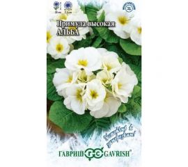 Семена ГАВРИШ Примула Альба, высокая 4 шт серия Устойчив к заморозкам! 1071854127 