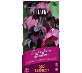 Родохитон ГАВРИШ Пурпурные фонарики 4 шт. Блэк 1071858142 