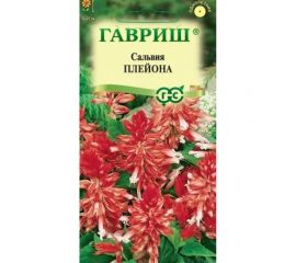 Сальвия ГАВРИШ Плейона карликовая 4 шт 1071858186 