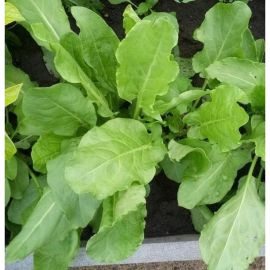 Семена РУССКИЙ ОГОРОД Щавель Чемпион 0.5 г 308906 