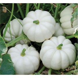 Семена РУССКИЙ ОГОРОД Тыква Осенняя гирлянда 10 шт. 304227 