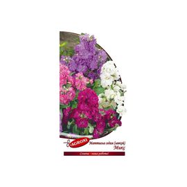 Семена Агрони Левкой маттиола седая МИКС 8924 
