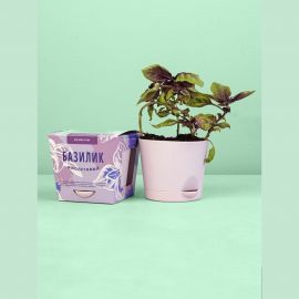 Набор для выращивания растений Тысяча Листьев Базилик фиолетовый tl-016 