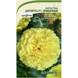 Семена Садовита Бархатцы Антигуа F1 Лимонные 5 шт. Syngenta 00224002 