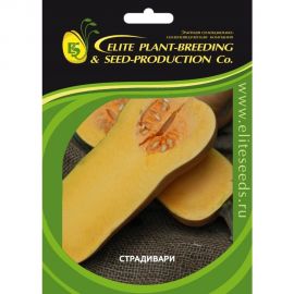 Страдивари семена тыквы 20 шт ЭС мини ELITE PLANT-BREEDING & SEED PRODUCTION Co. 1999943788 