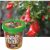 Набор для выращивания растений Вырасти,Дерево! Гранат обыкновенный zk-014 – изображение 5