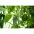 Платов F1 семена огурца 20 шт ЭС мини ELITE PLANT-BREEDING & SEED PRODUCTION Co. 1999942834 – изображение 2