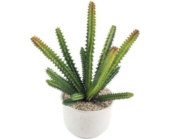 Горшок Волшебная страна Разновидность семейства суккулентовых 004078 