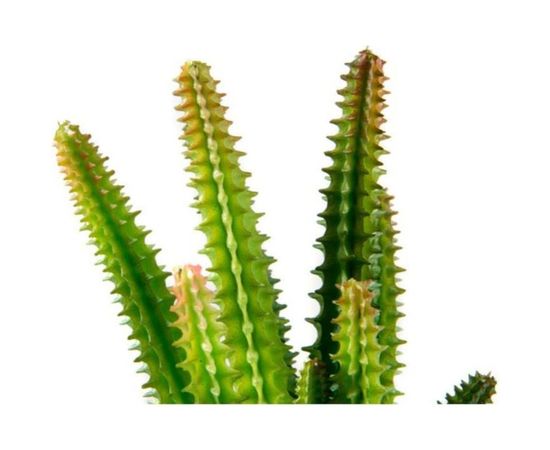 Горшок Волшебная страна Разновидность семейства суккулентовых 004078 – изображение 2