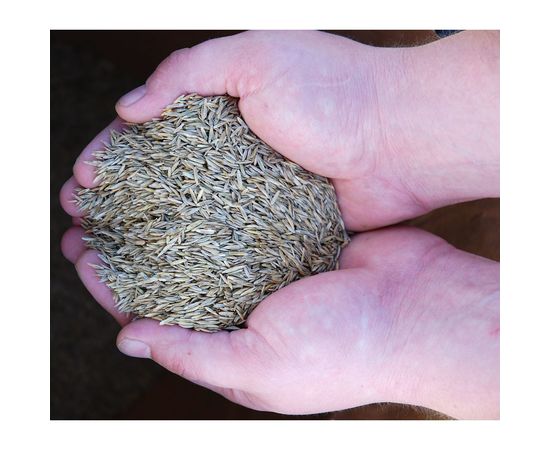 Травосмесь, семена газонной травы А-СТАНДАРТ Строительная 10 кг 01-00003520 – изображение 3