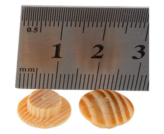 Заглушка Tech-Krep дер на отверстие 8 мм сосна 30 шт 148075 – изображение 5