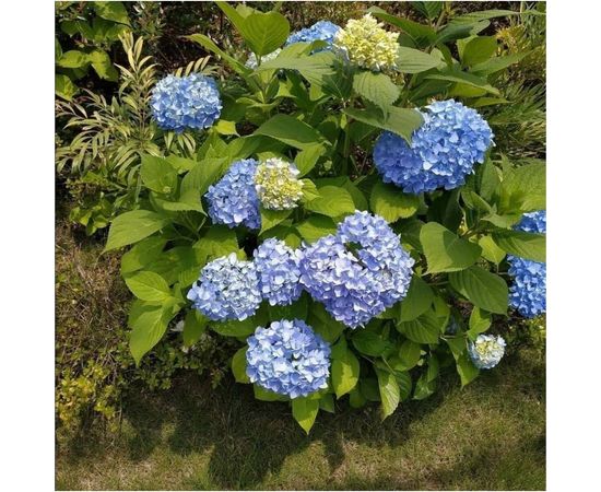 Кислый торф Сила Суздаля 50 л TK0500 – изображение 4