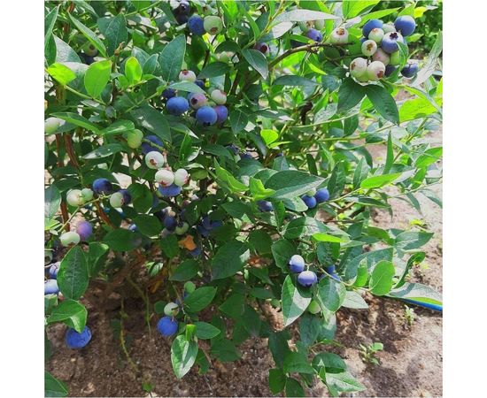 Кислый торф Сила Суздаля 50 л TK0500 – изображение 2