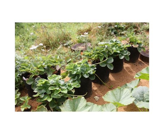 Садовый контейнер BAGPOT 5 л 153288 – изображение 4