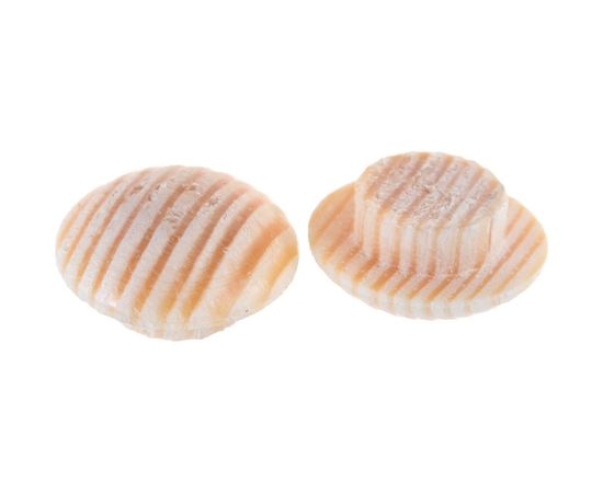 Заглушка на отверстие ЕВРОПАРТНЕР дерев. сосна D8, 45 шт. 16 0014 1 – изображение 2