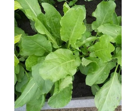 Семена РУССКИЙ ОГОРОД Щавель Чемпион 0.5 г 308906 