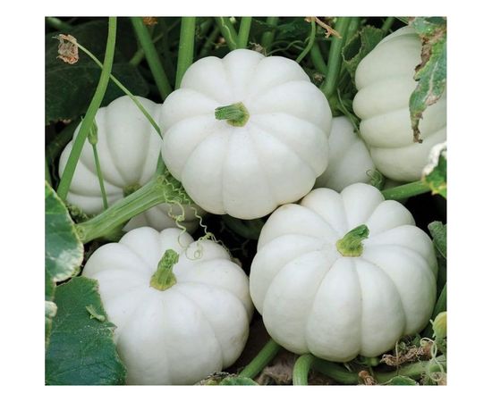 Семена РУССКИЙ ОГОРОД Тыква Осенняя гирлянда 10 шт. 304227 