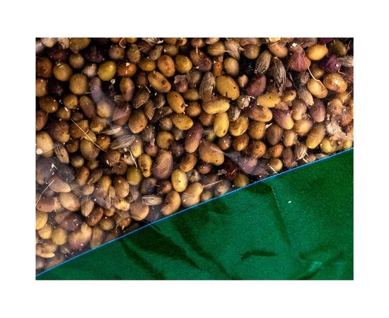 Семена Зеленый уголок Клевер красный 0.1 кг 4660001293366 – изображение 4