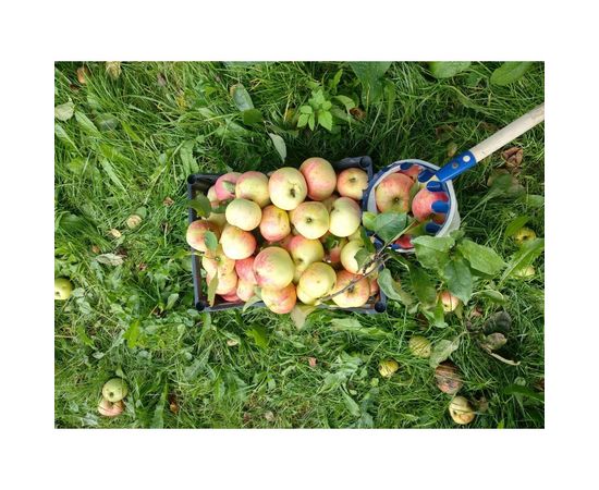 Плодосборник FRUT 401167-2 – изображение 4