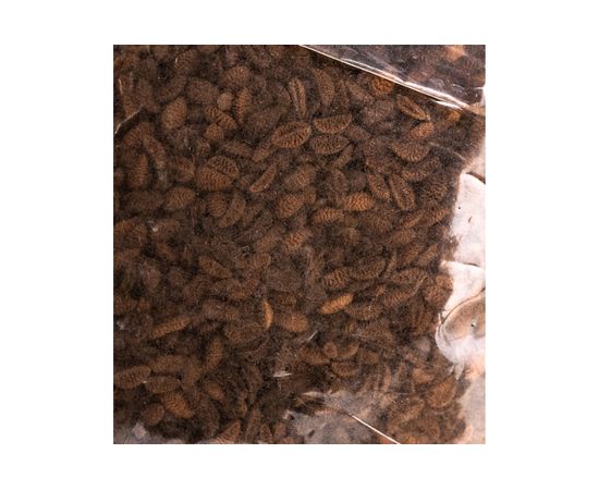 Семена Зеленый уголок Фацелия, 0.25 кг 4660001291294 – изображение 3