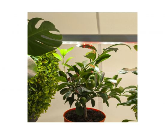 Линейный светильник полного спектра ЭРА FITO 14W T5 Ra90 Б0049312 – изображение 15