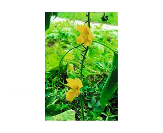 Спиральная поддержка GREEN APPLE 55 см, 3 шт. Б0008346 – изображение 3