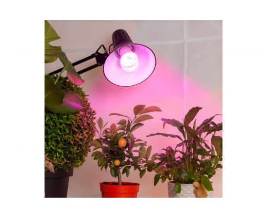 Лампа ЭРА FITO 14W RB E27 Б0050602 – изображение 5