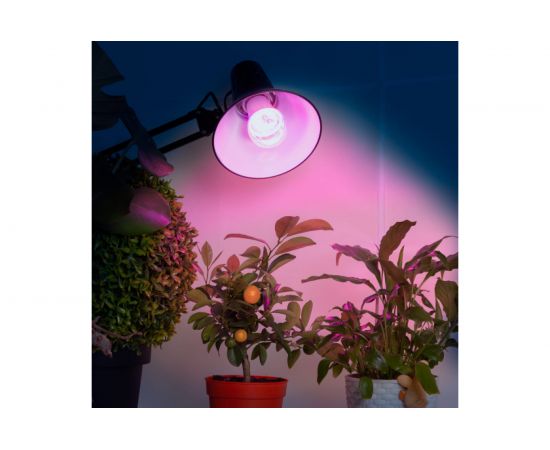 Лампа ЭРА FITO 14W RB E27 Б0050602 – изображение 6