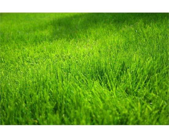 Газонная травосмесь Сила Суздаля Универсальная 10 кг GTU0100 – изображение 5