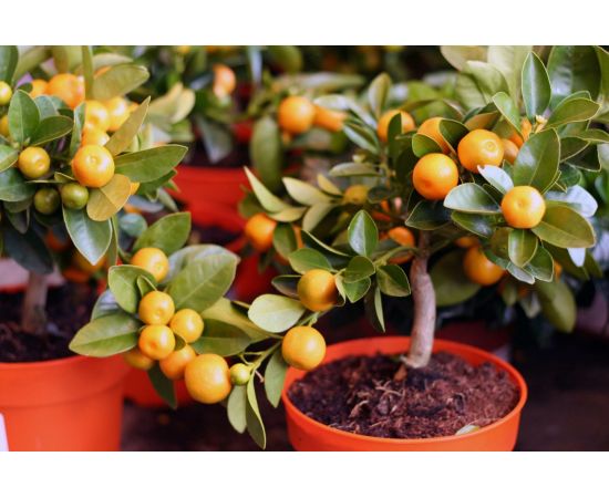 Грунт Сила Суздаля Цитрусовые 5 л GCT0050 – изображение 3