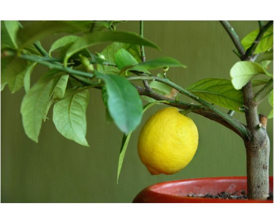 Грунт Сила Суздаля Цитрусовые 5 л GCT0050 – изображение 5