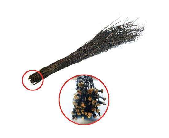 Чилиговая метла ЛЕТО 2 сорт без черенка 6539 