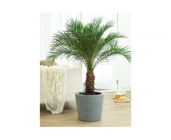 Грунт Сила Суздаля Пальмы и фикусы 5 л GPT0050 – изображение 3