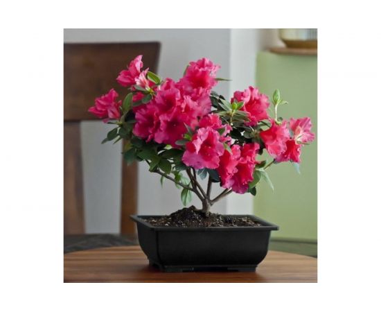 Грунт Сила Суздаля Азалия, Рододендрон, Гортензия 5 л GAT0050 – изображение 4