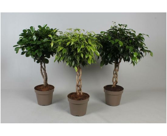 Грунт Сила Суздаля Пальмы и фикусы 5 л GPT0050 – изображение 4