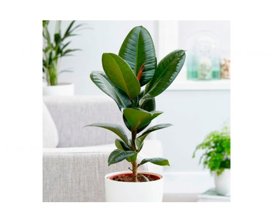 Грунт Сила Суздаля Пальмы и фикусы 5 л GPT0050 – изображение 5