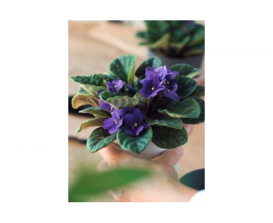 Грунт Сила Суздаля Фиалка 5 л GFT0050 – изображение 4