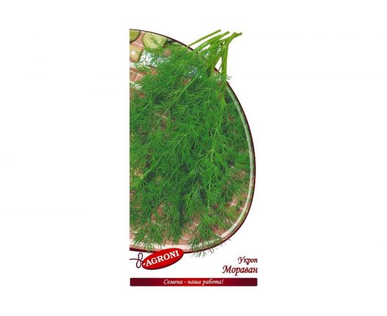 Семена Агрони Укроп МОРАВАН 4056 – изображение 2