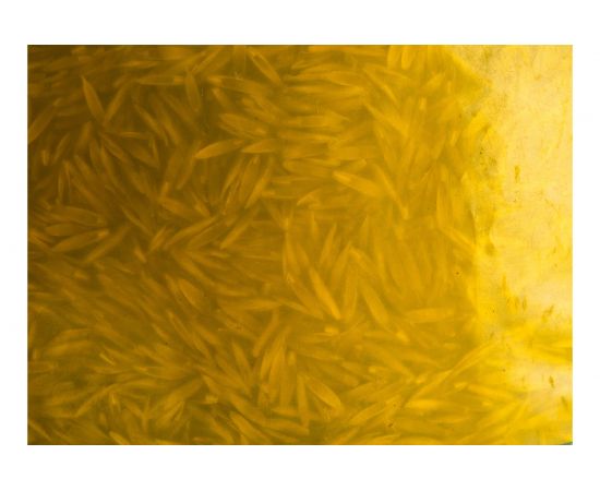 Семена райграса многолетнего МосАгроГрупп 1 кг МАС000011 – изображение 3