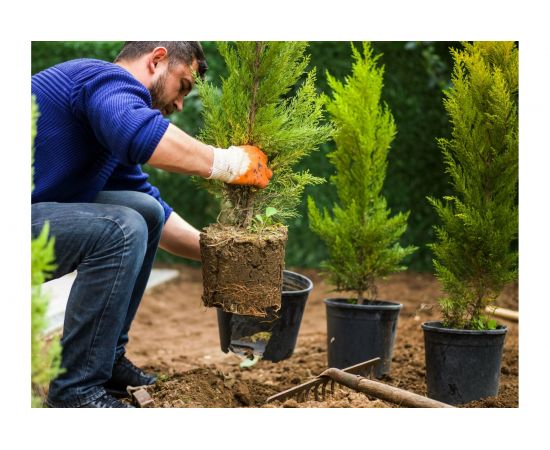 Грунт Сила Суздаля Для хвойных 50 л 4680004060260 – изображение 3