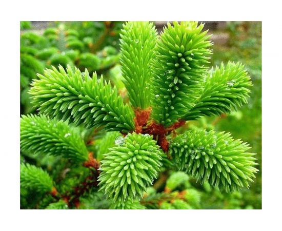 Грунт Сила Суздаля Для хвойных 50 л 4680004060260 – изображение 4