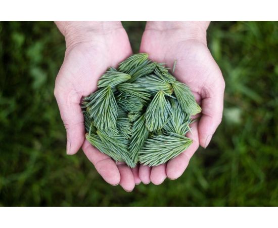 Грунт Сила Суздаля Для хвойных 50 л 4680004060260 – изображение 5