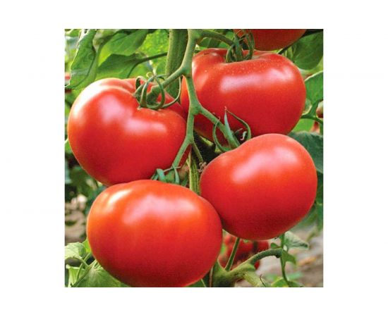 Семена Уральский дачник томат Веселая компания 4627130879199 – изображение 4